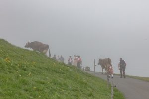 Alp, Alpen, Alpfahrt, Alps, Appenzell, Appenzell Ausserrohden, Appenzellerland, Brauchtum und Anlässe, Kühe, Landschaft und Natur, Orte, Ostschweiz, Schweiz, Sennen, Suisse, Switzerland, Tier, Tracht