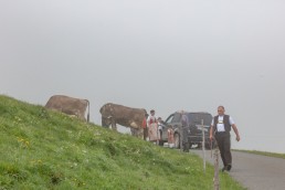 Alp, Alpen, Alpfahrt, Alps, Appenzell, Appenzell Ausserrohden, Appenzellerland, Brauchtum und Anlässe, Kühe, Landschaft und Natur, Orte, Ostschweiz, Schweiz, Sennen, Suisse, Switzerland, Tier, Tracht