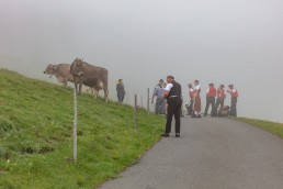Alp, Alpen, Alpfahrt, Alps, Appenzell, Appenzell Ausserrohden, Appenzellerland, Brauchtum und Anlässe, Kühe, Landschaft und Natur, Orte, Ostschweiz, Schweiz, Sennen, Suisse, Switzerland, Tier, Tracht