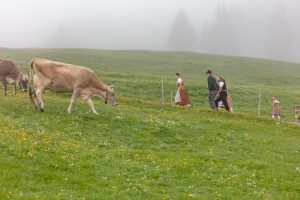 Alp, Alpen, Alpfahrt, Alps, Appenzell, Appenzell Ausserrohden, Appenzellerland, Brauchtum und Anlässe, Kühe, Landschaft und Natur, Orte, Ostschweiz, Schweiz, Sennen, Suisse, Switzerland, Tier, Tracht