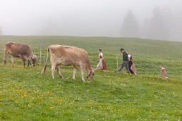 Alp, Alpen, Alpfahrt, Alps, Appenzell, Appenzell Ausserrohden, Appenzellerland, Brauchtum und Anlässe, Kühe, Landschaft und Natur, Orte, Ostschweiz, Schweiz, Sennen, Suisse, Switzerland, Tier, Tracht