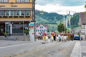 Alpaufzug, Alpfahrt, Appenzell, Appenzell Ausserrohden, Appenzellerland, Brauchtum und Anlässe, Kühe, Landschaft und Natur, Orte, Ostschweiz, Schweiz, Sennen, Suisse, Switzerland, Tier, Tracht, tradition