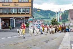 Alpaufzug, Alpfahrt, Appenzell, Appenzell Ausserrohden, Appenzellerland, Brauchtum und Anlässe, Kühe, Landschaft und Natur, Orte, Ostschweiz, Schweiz, Sennen, Suisse, Switzerland, Tier, Tracht, tradition