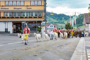 Alpaufzug, Alpfahrt, Appenzell, Appenzell Ausserrohden, Appenzellerland, Brauchtum und Anlässe, Kühe, Landschaft und Natur, Orte, Ostschweiz, Schweiz, Sennen, Suisse, Switzerland, Tier, Tracht, tradition
