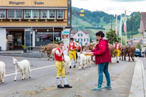 Alpaufzug, Alpfahrt, Appenzell, Appenzell Ausserrohden, Appenzellerland, Brauchtum und Anlässe, Kühe, Landschaft und Natur, Orte, Ostschweiz, Schweiz, Sennen, Suisse, Switzerland, Tier, Tracht, tradition