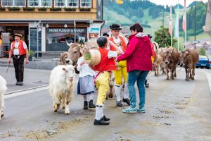 Alpaufzug, Alpfahrt, Appenzell, Appenzell Ausserrohden, Appenzellerland, Brauchtum und Anlässe, Kühe, Landschaft und Natur, Orte, Ostschweiz, Schweiz, Sennen, Suisse, Switzerland, Tier, Tracht, tradition