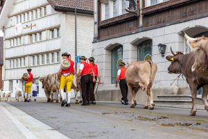 Alpaufzug, Alpfahrt, Appenzell, Appenzell Ausserrohden, Appenzellerland, Brauchtum und Anlässe, Kühe, Landschaft und Natur, Orte, Ostschweiz, Schweiz, Sennen, Suisse, Switzerland, Tier, Tracht, tradition