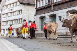 Alpaufzug, Alpfahrt, Appenzell, Appenzell Ausserrohden, Appenzellerland, Brauchtum und Anlässe, Kühe, Landschaft und Natur, Orte, Ostschweiz, Schweiz, Sennen, Suisse, Switzerland, Tier, Tracht, tradition