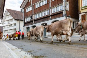 Alpaufzug, Alpfahrt, Appenzell, Appenzell Ausserrohden, Appenzellerland, Brauchtum und Anlässe, Kühe, Landschaft und Natur, Orte, Ostschweiz, Schweiz, Sennen, Suisse, Switzerland, Tier, Tracht, tradition