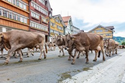 Alpaufzug, Alpfahrt, Appenzell, Appenzell Ausserrohden, Appenzellerland, Brauchtum und Anlässe, Kühe, Landschaft und Natur, Orte, Ostschweiz, Schweiz, Sennen, Suisse, Switzerland, Tier, Tracht, tradition