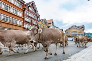 Alpaufzug, Alpfahrt, Appenzell, Appenzell Ausserrohden, Appenzellerland, Brauchtum und Anlässe, Kühe, Landschaft und Natur, Orte, Ostschweiz, Schweiz, Sennen, Suisse, Switzerland, Tier, Tracht, tradition