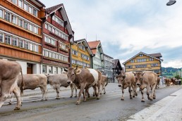 Alpaufzug, Alpfahrt, Appenzell, Appenzell Ausserrohden, Appenzellerland, Brauchtum und Anlässe, Kühe, Landschaft und Natur, Orte, Ostschweiz, Schweiz, Sennen, Suisse, Switzerland, Tier, Tracht, tradition