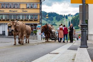 Alpaufzug, Alpfahrt, Appenzell, Appenzell Ausserrohden, Appenzellerland, Brauchtum und Anlässe, Kühe, Landschaft und Natur, Orte, Ostschweiz, Schweiz, Sennen, Suisse, Switzerland, Tier, Tracht, tradition