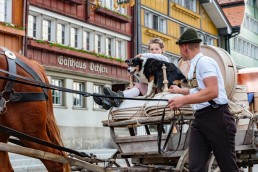 Alpaufzug, Alpfahrt, Appenzell, Appenzell Ausserrohden, Appenzellerland, Brauchtum und Anlässe, Kühe, Landschaft und Natur, Orte, Ostschweiz, Schweiz, Sennen, Suisse, Switzerland, Tier, Tracht, tradition