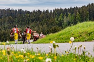 Alpaufzug, Alpfahrt, Appenzell, Appenzell Ausserrohden, Appenzellerland, Brauchtum und Anlässe, Kühe, Landschaft und Natur, Orte, Ostschweiz, Schweiz, Sennen, Suisse, Switzerland, Tier, Tracht, tradition