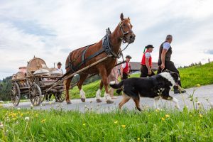 Alpaufzug, Alpfahrt, Appenzell, Appenzell Ausserrohden, Appenzellerland, Brauchtum und Anlässe, Kühe, Landschaft und Natur, Orte, Ostschweiz, Schweiz, Sennen, Suisse, Switzerland, Tier, Tracht, tradition