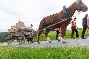 Alpaufzug, Alpfahrt, Appenzell, Appenzell Ausserrohden, Appenzellerland, Brauchtum und Anlässe, Kühe, Landschaft und Natur, Orte, Ostschweiz, Schweiz, Sennen, Suisse, Switzerland, Tier, Tracht, tradition