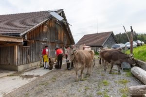 Alpaufzug, Alpfahrt, Appenzell, Appenzell Ausserrohden, Appenzellerland, Brauchtum und Anlässe, Kühe, Landschaft und Natur, Orte, Ostschweiz, Schweiz, Sennen, Suisse, Switzerland, Tier, Tracht, tradition