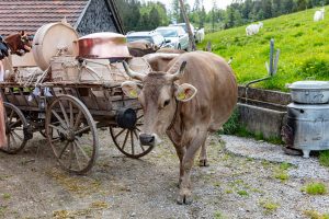 Alpaufzug, Alpfahrt, Appenzell, Appenzell Ausserrohden, Appenzellerland, Brauchtum und Anlässe, Kühe, Landschaft und Natur, Orte, Ostschweiz, Schweiz, Sennen, Suisse, Switzerland, Tier, Tracht, tradition