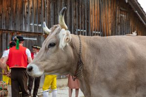 Alpaufzug, Alpfahrt, Appenzell, Appenzell Ausserrohden, Appenzellerland, Brauchtum und Anlässe, Kühe, Landschaft und Natur, Orte, Ostschweiz, Schweiz, Sennen, Suisse, Switzerland, Tier, Tracht, tradition