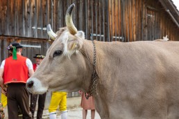 Alpaufzug, Alpfahrt, Appenzell, Appenzell Ausserrohden, Appenzellerland, Brauchtum und Anlässe, Kühe, Landschaft und Natur, Orte, Ostschweiz, Schweiz, Sennen, Suisse, Switzerland, Tier, Tracht, tradition