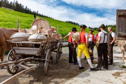 Alpaufzug, Alpfahrt, Appenzell, Appenzell Ausserrohden, Appenzellerland, Brauchtum und Anlässe, Kühe, Landschaft und Natur, Orte, Ostschweiz, Schweiz, Sennen, Suisse, Switzerland, Tier, Tracht, tradition