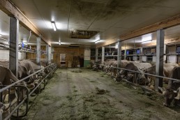 Alp, Alpaufzug, Alpen, Alpfahrt, Alps, Appenzell, Appenzell Ausserrohden, Appenzellerland, Brauchtum, Brauchtum und Anlässe, Frühling, Jahreszeiten, Kühe, Landschaft und Natur, Mai, Natur, Orte, Ostschweiz, Schweiz, Sennen, Spring, Suisse, Switzerland, Tier, Tracht, Urnäsch, tradition