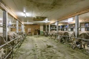 Alp, Alpaufzug, Alpen, Alpfahrt, Alps, Appenzell, Appenzell Ausserrohden, Appenzellerland, Brauchtum, Brauchtum und Anlässe, Frühling, Jahreszeiten, Kühe, Landschaft und Natur, Mai, Natur, Orte, Ostschweiz, Schweiz, Sennen, Spring, Suisse, Switzerland, Tier, Tracht, Urnäsch, tradition