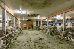 Alp, Alpaufzug, Alpen, Alpfahrt, Alps, Appenzell, Appenzell Ausserrohden, Appenzellerland, Brauchtum, Brauchtum und Anlässe, Frühling, Jahreszeiten, Kühe, Landschaft und Natur, Mai, Natur, Orte, Ostschweiz, Schweiz, Sennen, Spring, Suisse, Switzerland, Tier, Tracht, Urnäsch, tradition