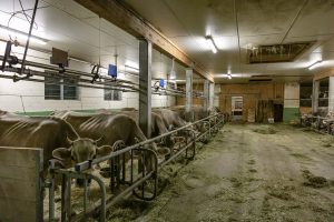 Alp, Alpaufzug, Alpen, Alpfahrt, Alps, Appenzell, Appenzell Ausserrohden, Appenzellerland, Brauchtum, Brauchtum und Anlässe, Frühling, Jahreszeiten, Kühe, Landschaft und Natur, Mai, Natur, Orte, Ostschweiz, Schweiz, Sennen, Spring, Suisse, Switzerland, Tier, Tracht, Urnäsch, tradition