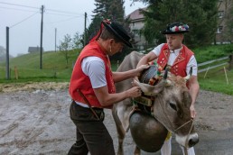 Alp, Alpaufzug, Alpen, Alpfahrt, Alps, Appenzell, Appenzell Ausserrohden, Appenzellerland, Brauchtum, Brauchtum und Anlässe, Frühling, Jahreszeiten, Kühe, Landschaft und Natur, Mai, Natur, Orte, Ostschweiz, Schweiz, Sennen, Spring, Suisse, Switzerland, Tier, Tracht, Urnäsch, tradition
