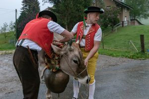 Alp, Alpaufzug, Alpen, Alpfahrt, Alps, Appenzell, Appenzell Ausserrohden, Appenzellerland, Brauchtum, Brauchtum und Anlässe, Frühling, Jahreszeiten, Kühe, Landschaft und Natur, Mai, Natur, Orte, Ostschweiz, Schweiz, Sennen, Spring, Suisse, Switzerland, Tier, Tracht, Urnäsch, tradition