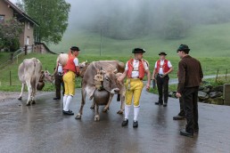 Alp, Alpaufzug, Alpen, Alpfahrt, Alps, Appenzell, Appenzell Ausserrohden, Appenzellerland, Brauchtum, Brauchtum und Anlässe, Frühling, Jahreszeiten, Kühe, Landschaft und Natur, Mai, Natur, Orte, Ostschweiz, Schweiz, Sennen, Spring, Suisse, Switzerland, Tier, Tracht, Urnäsch, tradition
