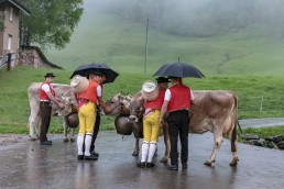 Alp, Alpaufzug, Alpen, Alpfahrt, Alps, Appenzell, Appenzell Ausserrohden, Appenzellerland, Brauchtum, Brauchtum und Anlässe, Frühling, Jahreszeiten, Kühe, Landschaft und Natur, Mai, Natur, Orte, Ostschweiz, Schweiz, Sennen, Spring, Suisse, Switzerland, Tier, Tracht, Urnäsch, tradition