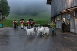 Alp, Alpaufzug, Alpen, Alpfahrt, Alps, Appenzell, Appenzell Ausserrohden, Appenzellerland, Brauchtum, Brauchtum und Anlässe, Frühling, Jahreszeiten, Kühe, Landschaft und Natur, Mai, Natur, Orte, Ostschweiz, Schweiz, Sennen, Spring, Suisse, Switzerland, Tier, Tracht, Urnäsch, tradition