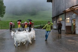 Alp, Alpaufzug, Alpen, Alpfahrt, Alps, Appenzell, Appenzell Ausserrohden, Appenzellerland, Brauchtum, Brauchtum und Anlässe, Frühling, Jahreszeiten, Kühe, Landschaft und Natur, Mai, Natur, Orte, Ostschweiz, Schweiz, Sennen, Spring, Suisse, Switzerland, Tier, Tracht, Urnäsch, tradition