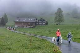 Alp, Alpaufzug, Alpen, Alpfahrt, Alps, Appenzell, Appenzell Ausserrohden, Appenzellerland, Brauchtum, Brauchtum und Anlässe, Frühling, Jahreszeiten, Kühe, Landschaft und Natur, Mai, Natur, Orte, Ostschweiz, Schweiz, Sennen, Spring, Suisse, Switzerland, Tier, Tracht, Urnäsch, tradition