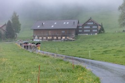 Alp, Alpaufzug, Alpen, Alpfahrt, Alps, Appenzell, Appenzell Ausserrohden, Appenzellerland, Brauchtum, Brauchtum und Anlässe, Frühling, Jahreszeiten, Kühe, Landschaft und Natur, Mai, Natur, Orte, Ostschweiz, Schweiz, Sennen, Spring, Suisse, Switzerland, Tier, Tracht, Urnäsch, tradition