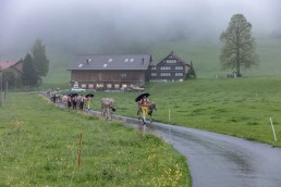 Alp, Alpaufzug, Alpen, Alpfahrt, Alps, Appenzell, Appenzell Ausserrohden, Appenzellerland, Brauchtum, Brauchtum und Anlässe, Frühling, Jahreszeiten, Kühe, Landschaft und Natur, Mai, Natur, Orte, Ostschweiz, Schweiz, Sennen, Spring, Suisse, Switzerland, Tier, Tracht, Urnäsch, tradition