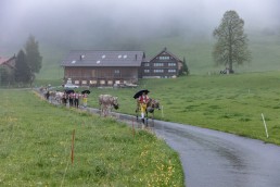 Alp, Alpaufzug, Alpen, Alpfahrt, Alps, Appenzell, Appenzell Ausserrohden, Appenzellerland, Brauchtum, Brauchtum und Anlässe, Frühling, Jahreszeiten, Kühe, Landschaft und Natur, Mai, Natur, Orte, Ostschweiz, Schweiz, Sennen, Spring, Suisse, Switzerland, Tier, Tracht, Urnäsch, tradition