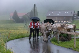 Alp, Alpaufzug, Alpen, Alpfahrt, Alps, Appenzell, Appenzell Ausserrohden, Appenzellerland, Brauchtum, Brauchtum und Anlässe, Frühling, Jahreszeiten, Kühe, Landschaft und Natur, Mai, Natur, Orte, Ostschweiz, Schweiz, Sennen, Spring, Suisse, Switzerland, Tier, Tracht, Urnäsch, tradition