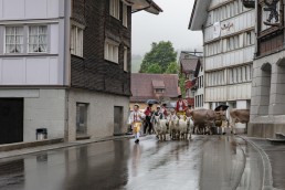 Alp, Alpaufzug, Alpen, Alpfahrt, Alps, Appenzell, Appenzell Ausserrohden, Appenzellerland, Brauchtum, Brauchtum und Anlässe, Frühling, Jahreszeiten, Kühe, Landschaft und Natur, Mai, Natur, Orte, Ostschweiz, Schweiz, Sennen, Spring, Suisse, Switzerland, Tier, Tracht, Urnäsch, tradition