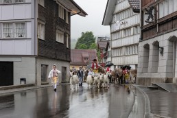 Alp, Alpaufzug, Alpen, Alpfahrt, Alps, Appenzell, Appenzell Ausserrohden, Appenzellerland, Brauchtum, Brauchtum und Anlässe, Frühling, Jahreszeiten, Kühe, Landschaft und Natur, Mai, Natur, Orte, Ostschweiz, Schweiz, Sennen, Spring, Suisse, Switzerland, Tier, Tracht, Urnäsch, tradition