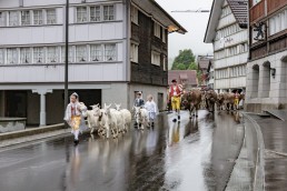 Alp, Alpaufzug, Alpen, Alpfahrt, Alps, Appenzell, Appenzell Ausserrohden, Appenzellerland, Brauchtum, Brauchtum und Anlässe, Frühling, Jahreszeiten, Kühe, Landschaft und Natur, Mai, Natur, Orte, Ostschweiz, Schweiz, Sennen, Spring, Suisse, Switzerland, Tier, Tracht, Urnäsch, tradition