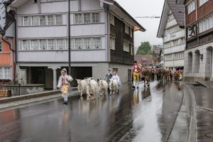 Alp, Alpaufzug, Alpen, Alpfahrt, Alps, Appenzell, Appenzell Ausserrohden, Appenzellerland, Brauchtum, Brauchtum und Anlässe, Frühling, Jahreszeiten, Kühe, Landschaft und Natur, Mai, Natur, Orte, Ostschweiz, Schweiz, Sennen, Spring, Suisse, Switzerland, Tier, Tracht, Urnäsch, tradition