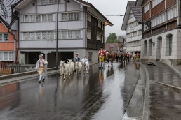 Alp, Alpaufzug, Alpen, Alpfahrt, Alps, Appenzell, Appenzell Ausserrohden, Appenzellerland, Brauchtum, Brauchtum und Anlässe, Frühling, Jahreszeiten, Kühe, Landschaft und Natur, Mai, Natur, Orte, Ostschweiz, Schweiz, Sennen, Spring, Suisse, Switzerland, Tier, Tracht, Urnäsch, tradition