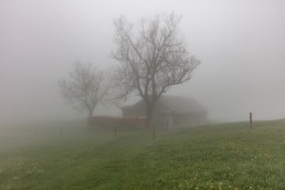 Alp, Alpaufzug, Alpen, Alpfahrt, Alps, Appenzell, Appenzell Ausserrohden, Appenzellerland, Brauchtum, Brauchtum und Anlässe, Frühling, Jahreszeiten, Kühe, Landschaft und Natur, Mai, Natur, Orte, Ostschweiz, Schweiz, Sennen, Spring, Suisse, Switzerland, Tier, Tracht, Urnäsch, tradition