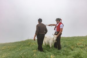 Alp, Alpaufzug, Alpen, Alpfahrt, Alps, Appenzell, Appenzell Ausserrohden, Appenzellerland, Brauchtum, Brauchtum und Anlässe, Frühling, Jahreszeiten, Kühe, Landschaft und Natur, Mai, Natur, Orte, Ostschweiz, Schweiz, Sennen, Spring, Suisse, Switzerland, Tier, Tracht, Urnäsch, tradition