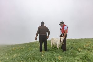Alp, Alpaufzug, Alpen, Alpfahrt, Alps, Appenzell, Appenzell Ausserrohden, Appenzellerland, Brauchtum, Brauchtum und Anlässe, Frühling, Jahreszeiten, Kühe, Landschaft und Natur, Mai, Natur, Orte, Ostschweiz, Schweiz, Sennen, Spring, Suisse, Switzerland, Tier, Tracht, Urnäsch, tradition