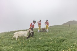 Alp, Alpaufzug, Alpen, Alpfahrt, Alps, Appenzell, Appenzell Ausserrohden, Appenzellerland, Brauchtum, Brauchtum und Anlässe, Frühling, Jahreszeiten, Kühe, Landschaft und Natur, Mai, Natur, Orte, Ostschweiz, Schweiz, Sennen, Spring, Suisse, Switzerland, Tier, Tracht, Urnäsch, tradition